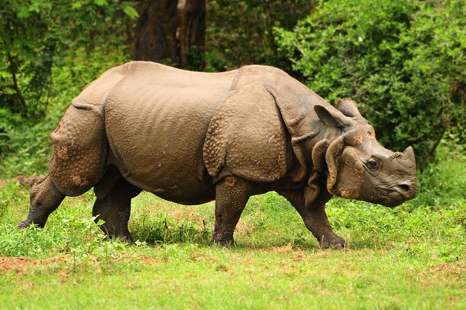 Kaziranga Indian Big Five Wildlife Tour - Day 2: Early safari in Kaziranga’s Western range