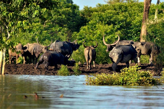 Kaziranga Indian Big Five Wildlife Tour - What the $295 price really covers