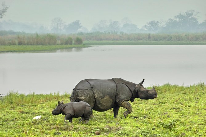 Kaziranga Indian Big Five Wildlife Tour - Day 1: Guwahati to Kaziranga by road