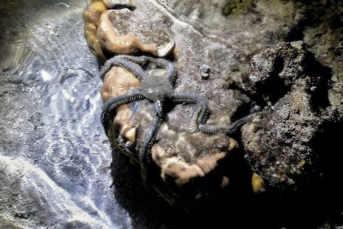 Marine Trail - The animals you may see