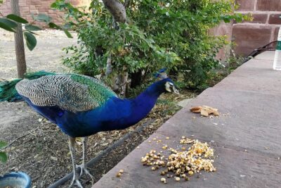 Mehrangarh Fort and Blue City Historic Tour with Local Guide