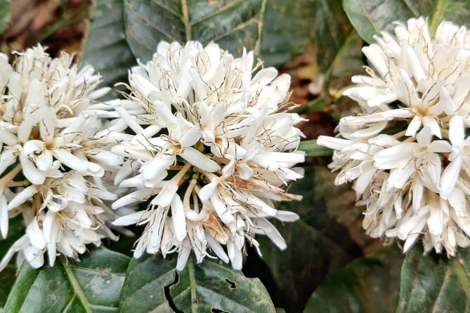 Mercara Gold Coorg Coffee and Spice Estate Tour - The World Coffee Museum adds context