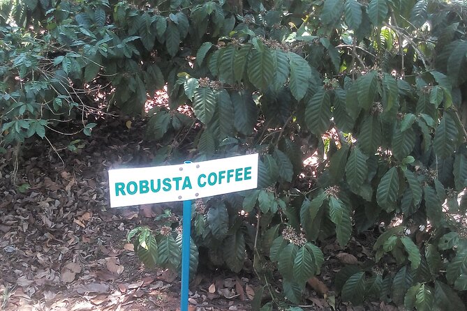 Mercara Gold Coorg Coffee and Spice Estate Tour - Finishing with estate filter coffee