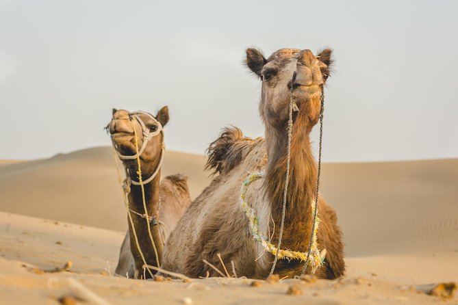 Million Stars Experience - Desert Camp & Stargazing in Jaisalmer - Sunrise, breakfast, and the return to Jaisalmer
