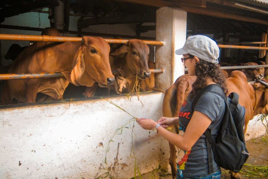 Mumbai: Early Morning Bicycle Tour - Guides, safety, and the practical riding details