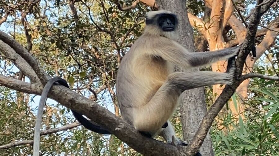 Mumbai: Kanheri Caves and The Golden Pagoda Temple - Is $43 a fair price?