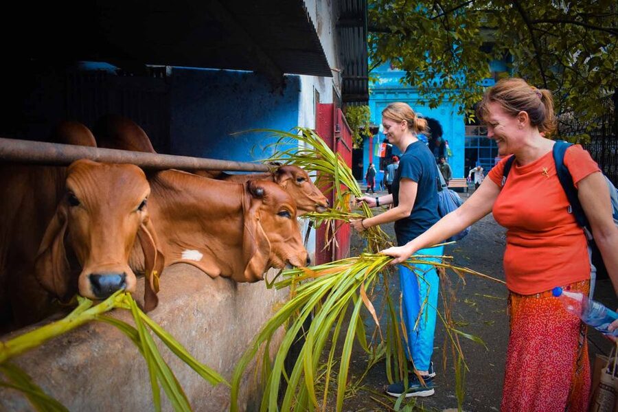 Mumbai: Local Markets & Temples Tour - Bombay Panjrapole and more than 350 cows