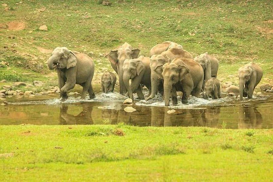 Munnar: Anakulam Jeep Safari with Waterfall and Elephant - Key points to know before you book