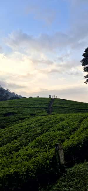 Munnar: Anakulam Jeep Safari with Waterfall and Elephant - What the day is really like