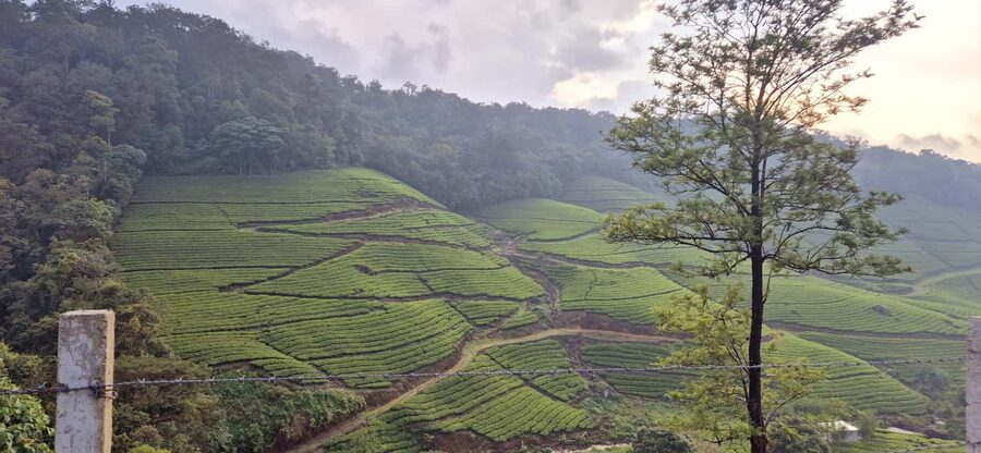 Munnar: Anakulam Jeep Safari with Waterfall and Elephant - Waiting for elephants at Anakulam