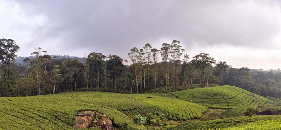 Munnar: Anakulam Jeep Safari with Waterfall and Elephant - Is $65 good value for four people?