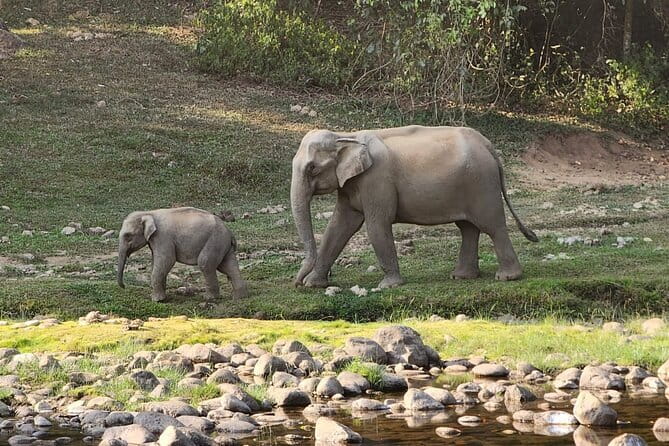 Munnar Daily Tour - The four-hour trek through forest and grassland