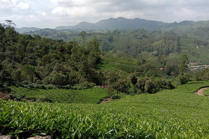 Munnar Mountain Trekking - What The Guide Adds To The Walk