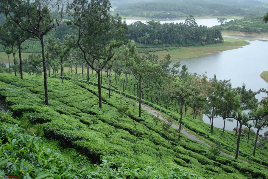 Munnar Private Day Trip - Who should book this Munnar day trip?