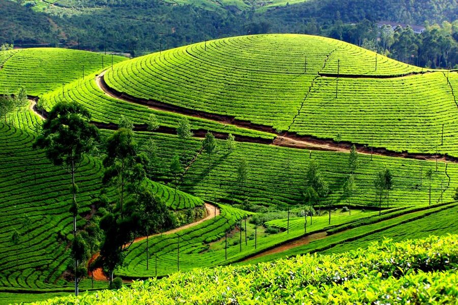 Munnar Private Day Trip - The real tradeoff: Kochi to Munnar in one day