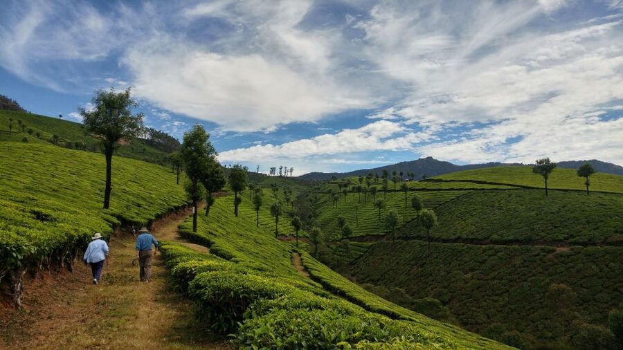 Munnar Private Day Trip - Inside the tea museum and factory
