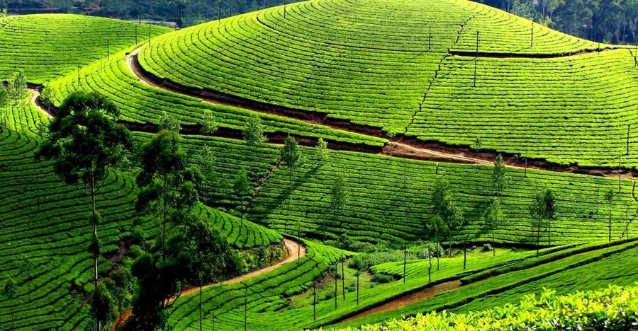 Munnar Private Day Trip - Guides and drivers make a major difference