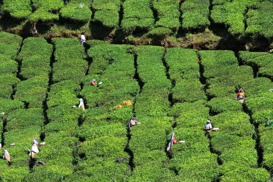 Munnar Private Day Trip - Is $115 per person good value?