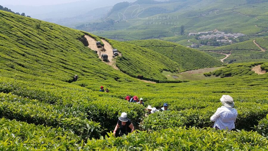 Munnar Private Day Trip - Cheeyappara and Valara waterfalls on the uphill route