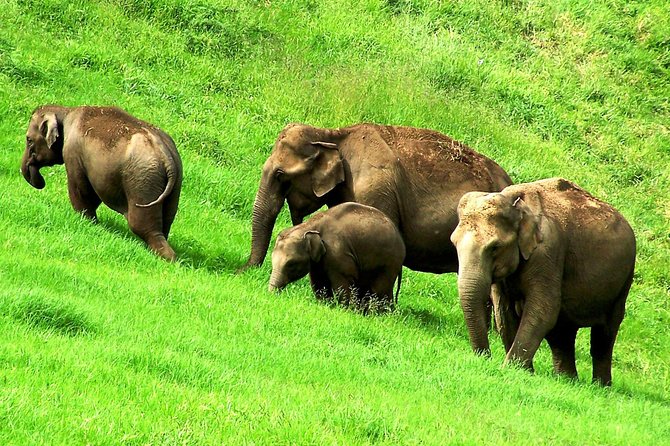 Munnar Site-seeing Tour - Carmelgiri Botanical Garden and its 45-minute visit