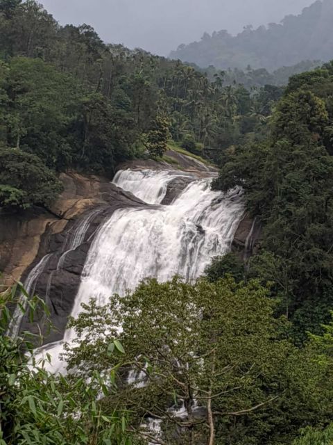 Munnar: Tea Garden and Elephant Safari Trip by 4x4 - Letchmi Estate, where Munnar’s tea story begins