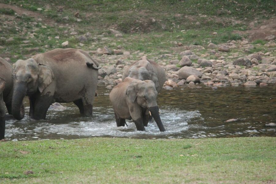 Munnar: Tea Garden and Elephant Safari Trip by 4x4 - 33 Waterfalls, river crossings, and the rough-road ride