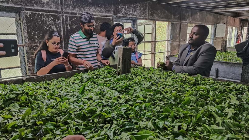 Munnar: Tea trail, Tea Factory, and Tea Tasting Tour - A gentle walk through Munnar’s tea country