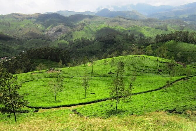 Munnar Tea Trail Tour , Tea factory visit & Tea Tasting - Walking through Lockhart’s tea fields