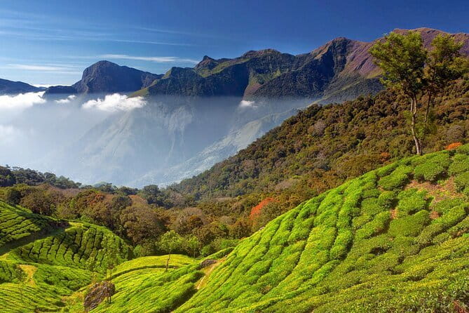 Munnar Tea Trail Tour , Tea factory visit & Tea Tasting - What $14 gets you in practical terms
