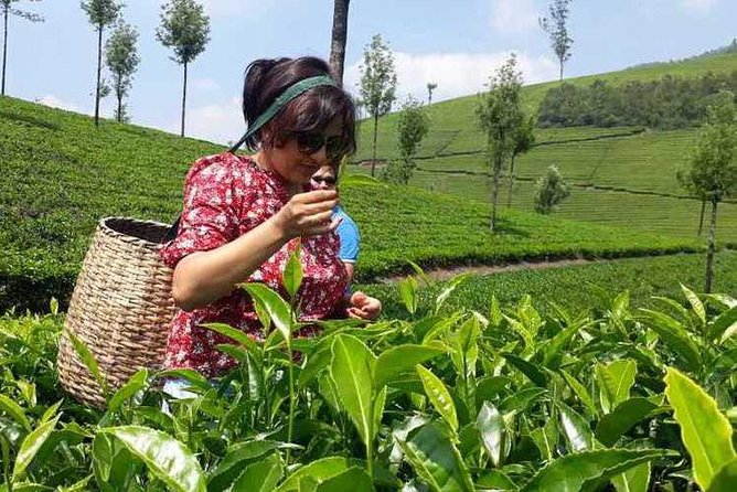 Munnar Tea Trail Tour with Factory Experience ( By Munnar Info) - Key points to know before you book