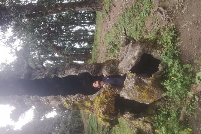 Nagtibba Trek (Pantwari to Pantwari) - Who should book this Pantwari trek?