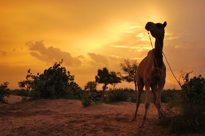 Overnight Camel Safari (remote And Isolated) - Key points before you book