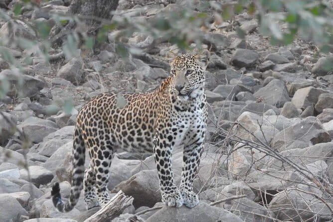 Panna National Park and Tiger Reserve Jeep Safari from Khajuraho - Why Panna makes sense after Khajuraho