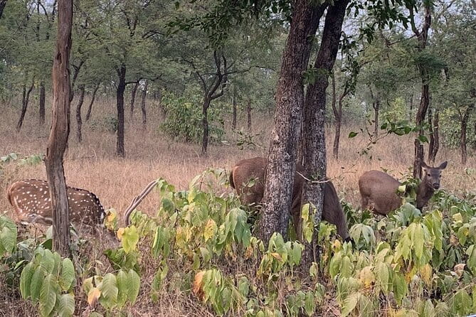 Panna National Park and Tiger Reserve Jeep Safari from Khajuraho - Tigers are the headline, not the guarantee