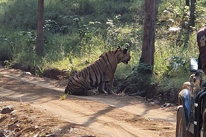 Panna National Park and Tiger Reserve Jeep Safari from Khajuraho - The early pickup and drive from Khajuraho