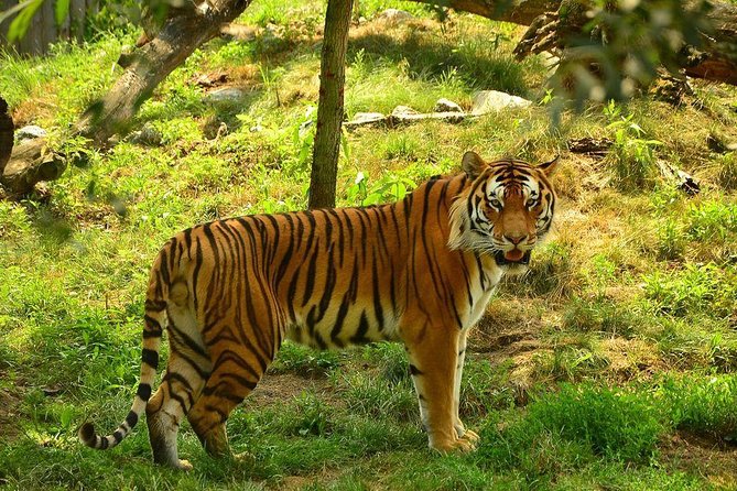 Panna Tiger Reserve Tour from Khajuraho - Key Points Before You Book