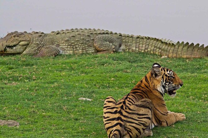 Panna Tiger Reserve Tour from Khajuraho - What You Might See Beyond the Tiger