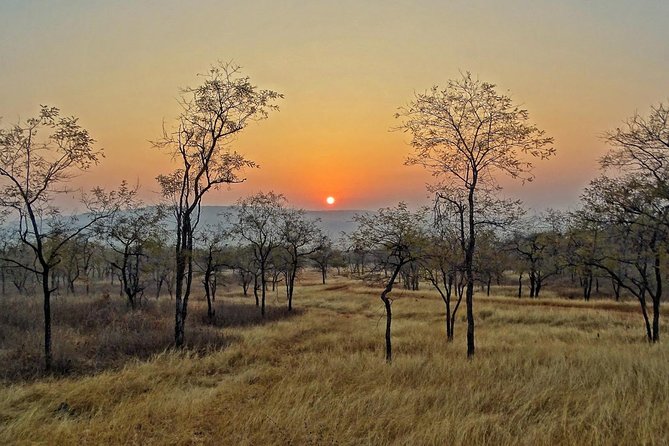 Panna Tiger Reserve Tour from Khajuraho - How Much Does the $95 Price Buy You?