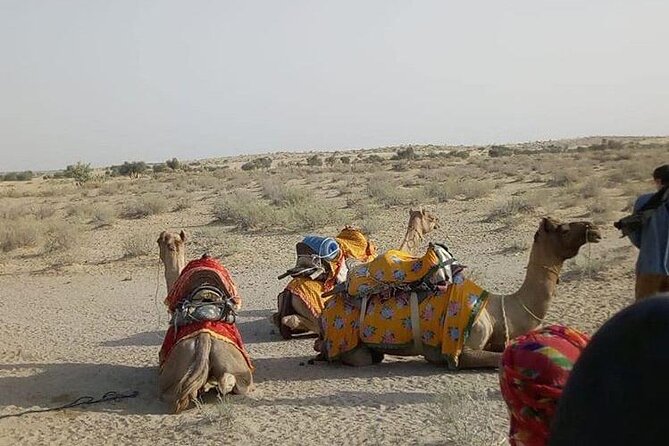 Pleasant Non-Touristic Overnight Camel Safari (From 2:00 PM to Approx. 10:30AM) - Sunrise, breakfast, and the second camel ride