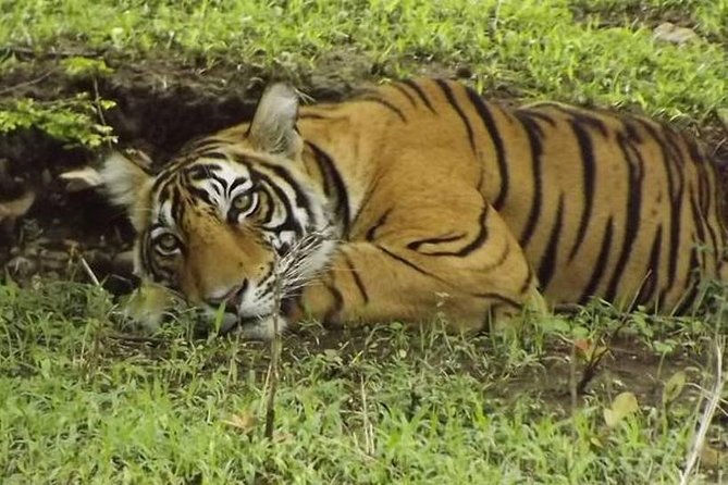 Private 4-Day Wildlife & Taj Mahal Tour from Jaipur to Delhi - Day 4: Old Delhi, New Delhi, and the road’s final chapter
