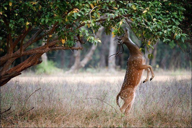 Private 5-Day Ranthambhore Tiger Tour from Delhi including the Taj Mahal, Agra and Jaipur - Amber Fort is the grand finale