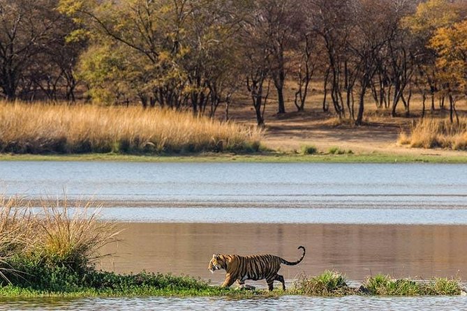 Private 5-Day Ranthambhore Tiger Tour from Delhi including the Taj Mahal, Agra and Jaipur - Who should book this five-day route