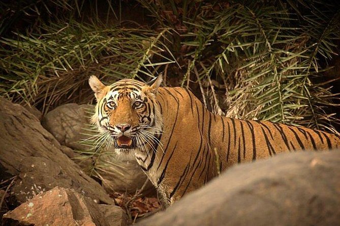 Private 5-Day Ranthambhore Tiger Tour from Delhi including the Taj Mahal, Agra and Jaipur - Ranthambore trades marble for tiger country