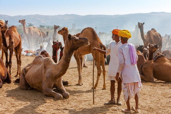 Private Day Trip to Ajmer and Pushkar from Jaipur - Savitri Mata Temple and the 650-step climb