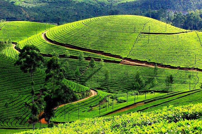 Private Day Trip to Munnar from Kochi (Cochin) - Starting from Kochi at 6:30 a.m.
