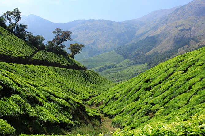 Private Day Trip to Munnar from Kochi (Cochin) - Lunch, flexibility, and the value of a private tour
