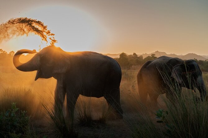 Private Elephant Sanctuary - Key points to know before you book