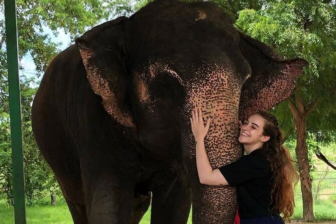 Private Elephant Sanctuary - Meeting Padma, Demba, and the other elephants