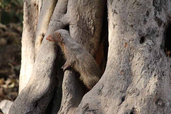 Private Full Day Trip to Ranthambore - Arriving at Ranthambore around 12:30 p.m.