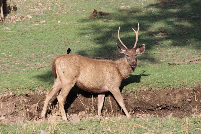 Private Full Day Trip to Ranthambore - Service, communication, and private-tour comfort